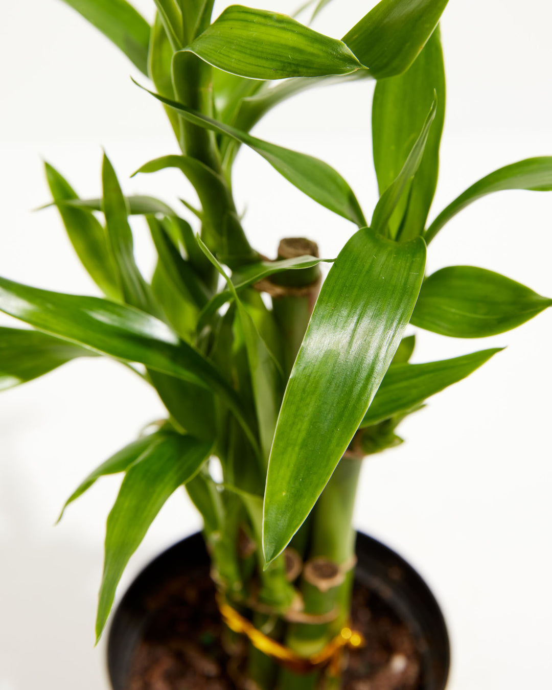 Lucky Bamboo Dracaena Tree, Lively Root, Plant, Detail , , , 