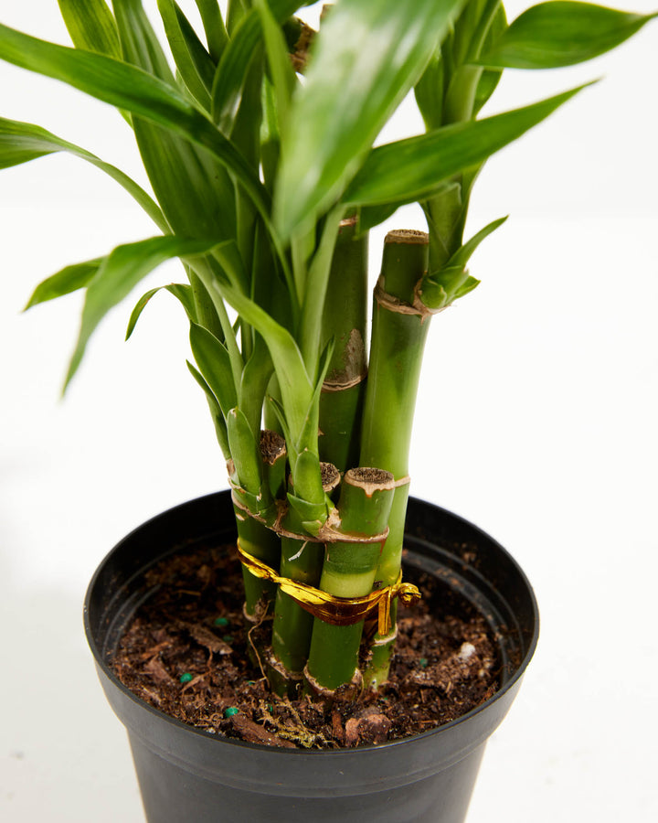potting mix for bamboo Lucky Bamboo | Dracaena Sanderiana