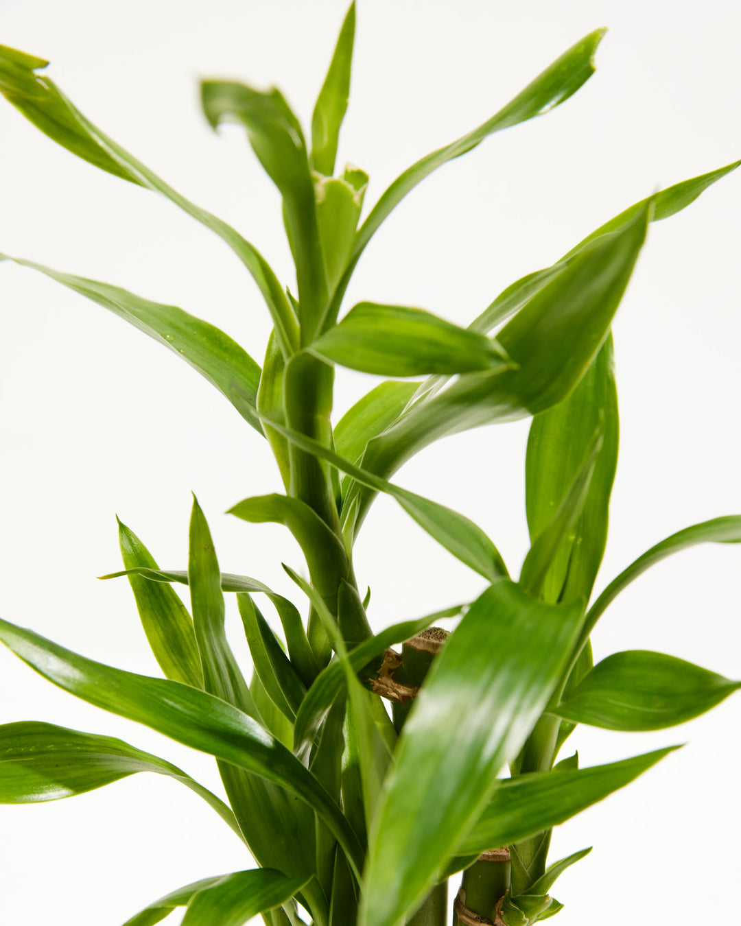 Lucky Bamboo Dracaena Tree, Lively Root, Plant, , , , 