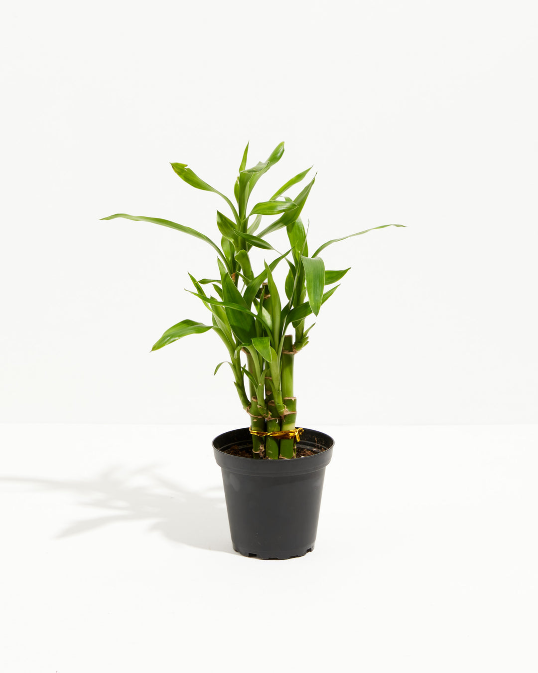 Lucky Bamboo Dracaena Tree, Lively Root, Plant, Size, Small, , 