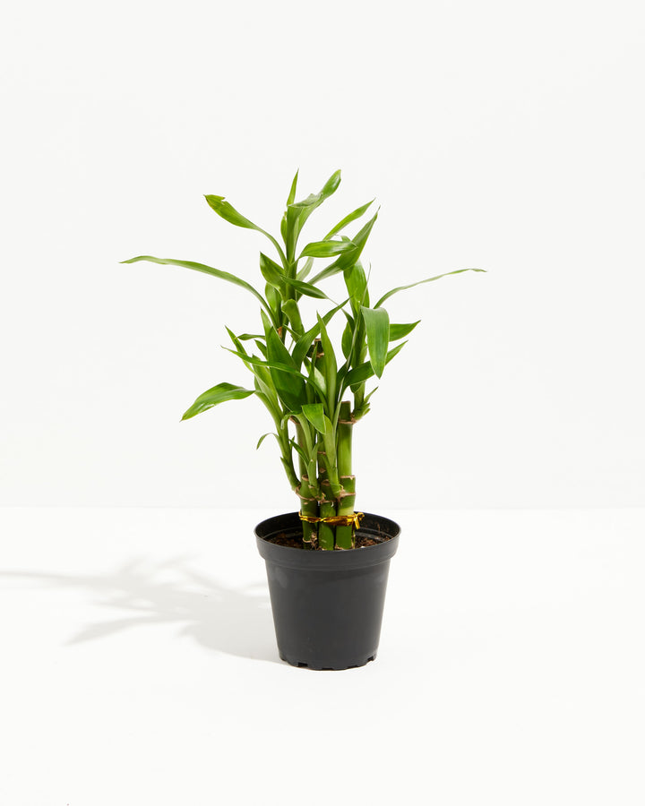 Lucky Bamboo Dracaena Tree, Lively Root, Plant, Size, Small, , 