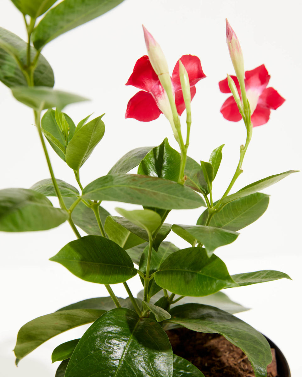 Mandevilla Red Featured Image