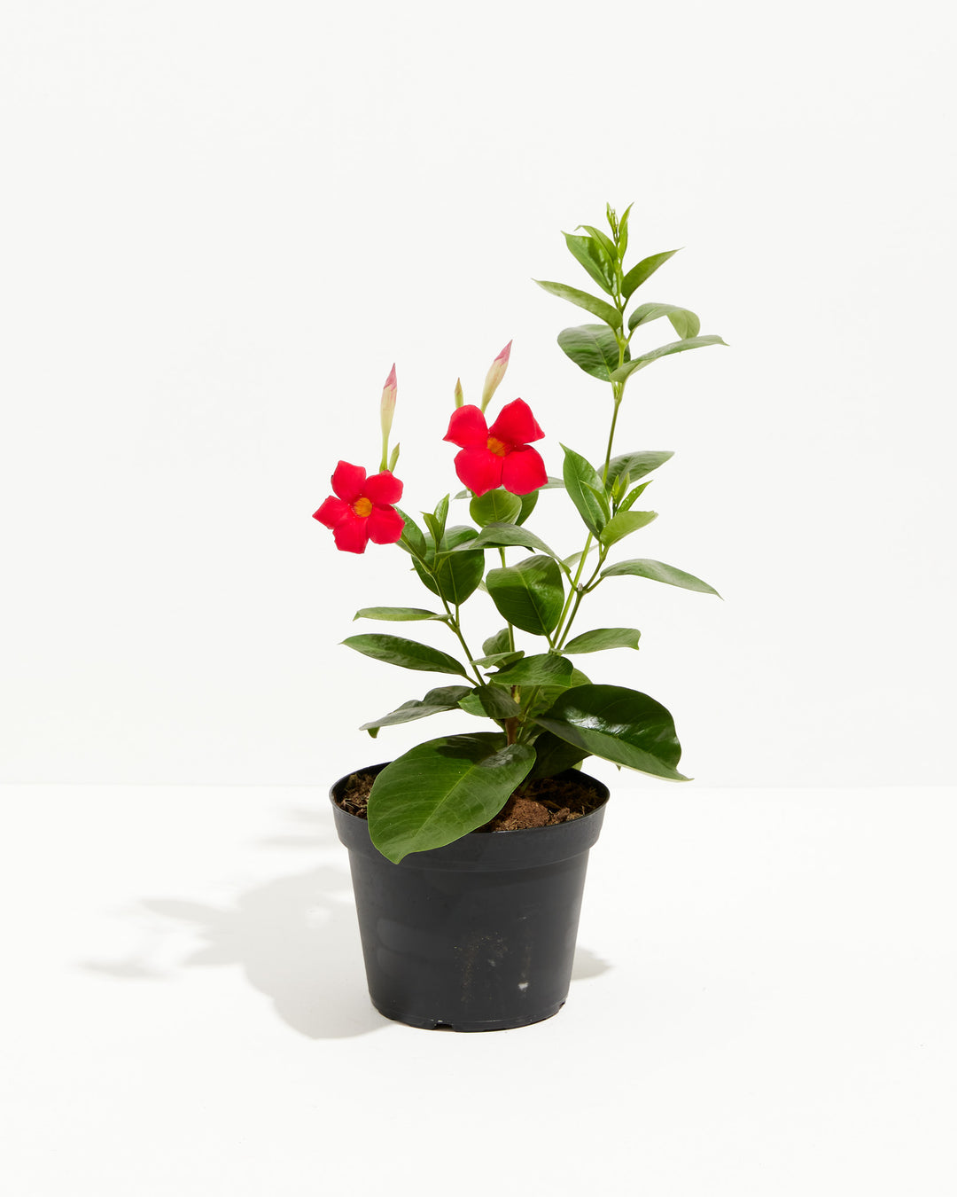red vine house plant Mandevilla | Hanging Basket Plant