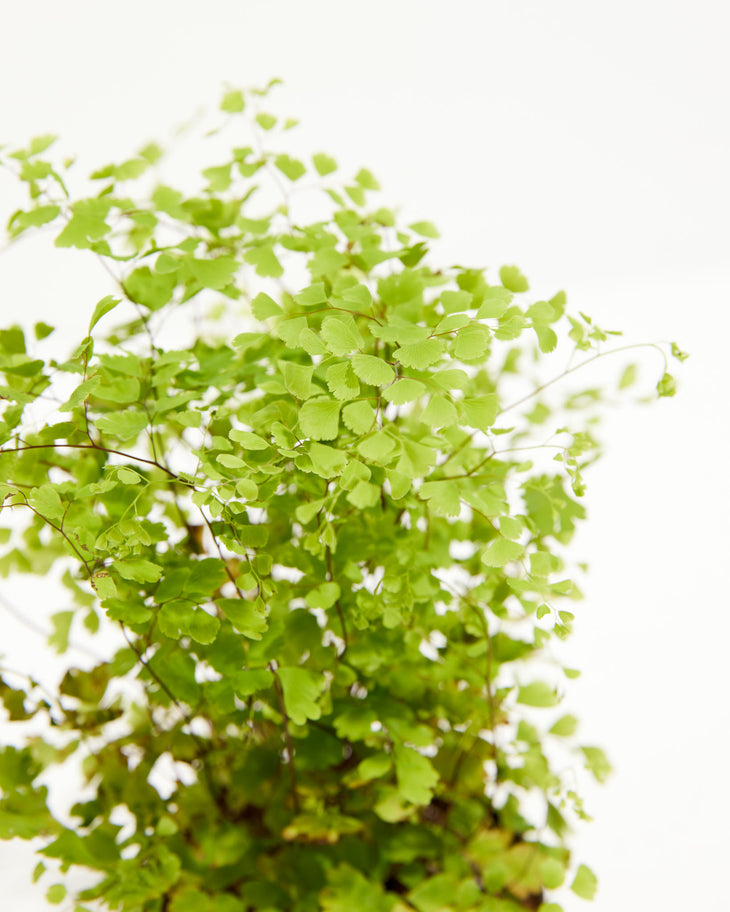 Maidenhair Fern, Lively Root, Plant, , , , 