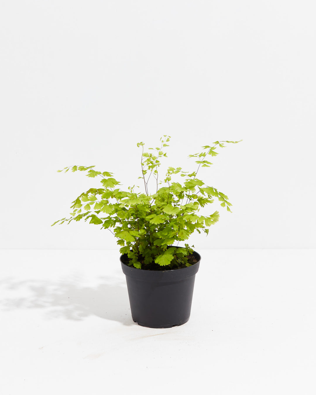 maidenhair fern house plants Maidenhair Fern | Indoor Ferns For Sale