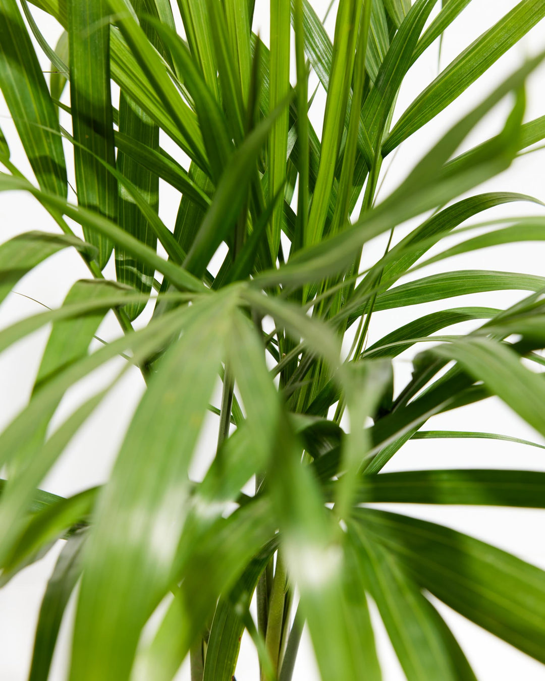 ravenea majesty palm poisonous cats Majesty Palm | Palm Trees Delivered
