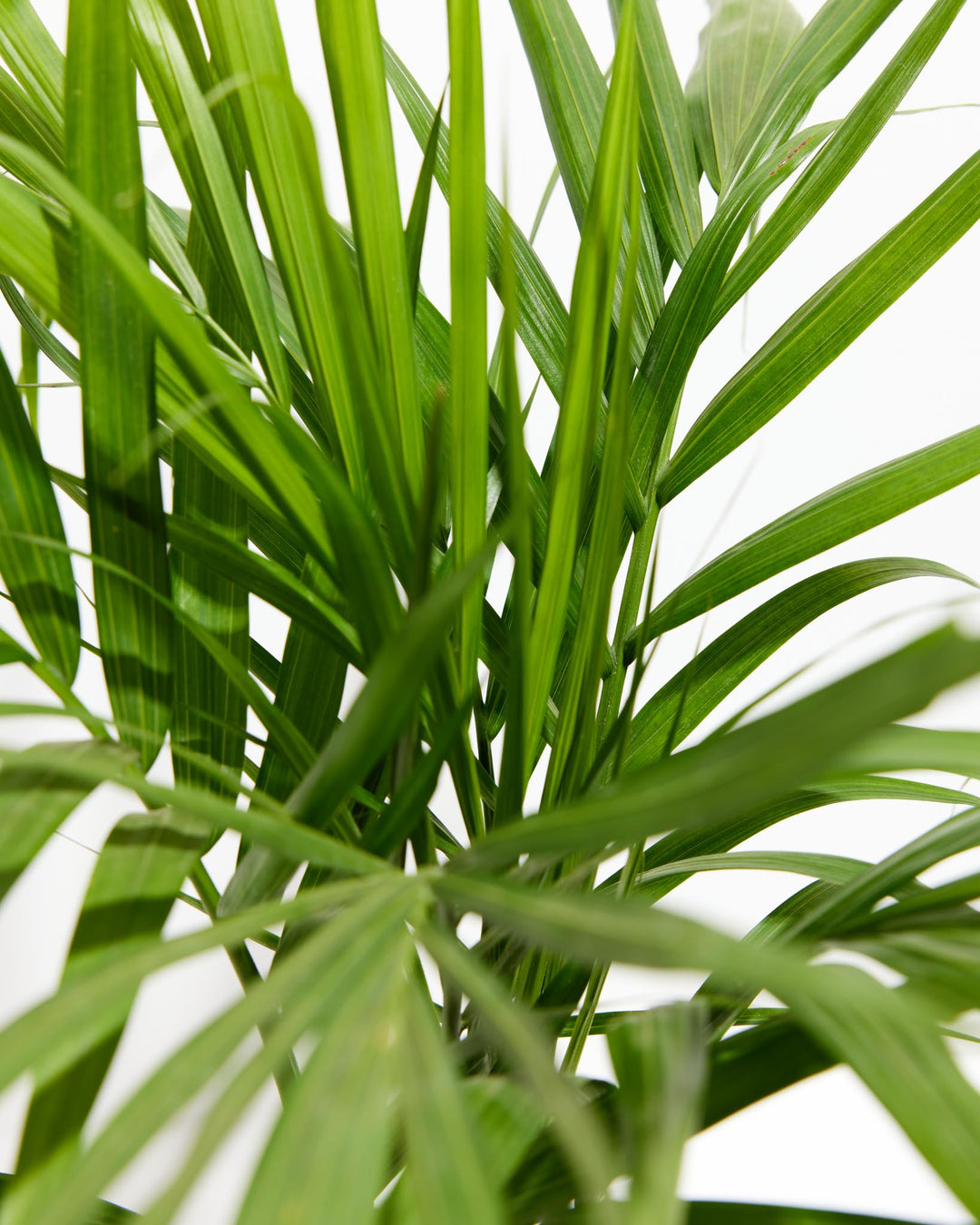 majesty palm plant outdoor care Majesty Palm | Palm Trees Delivered