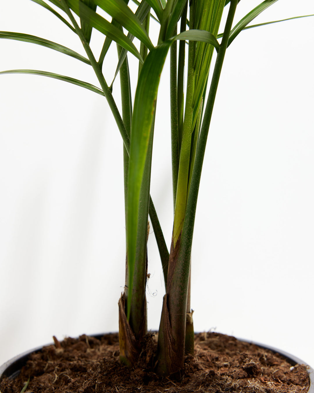 delray plants majesty palm Majesty Palm | Palm Trees Delivered