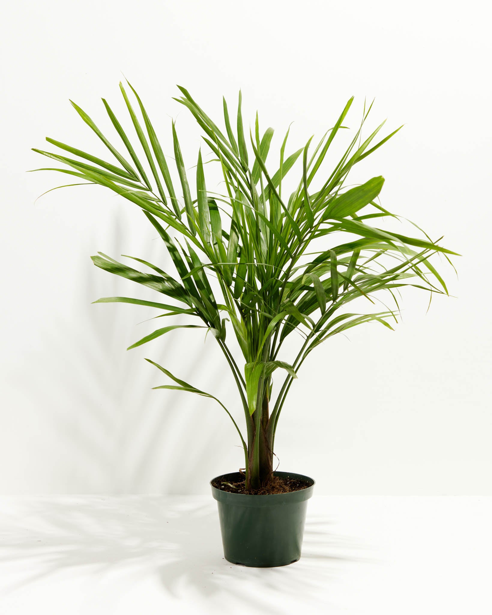 Majesty Palm - Thumbnail 5