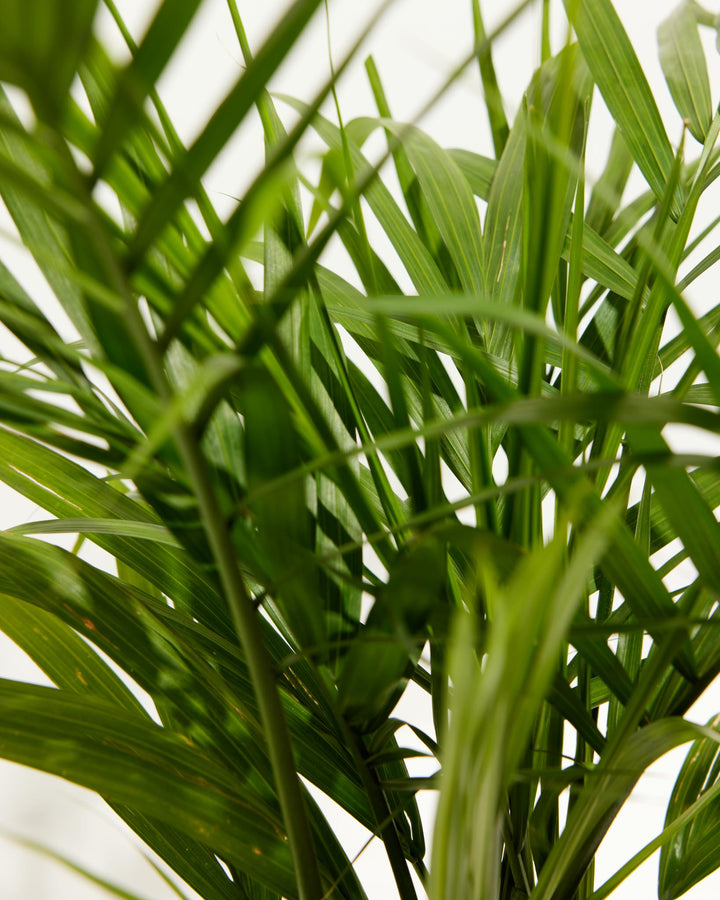 majesty palm plant benefits Majesty Palm | Palm Trees Delivered