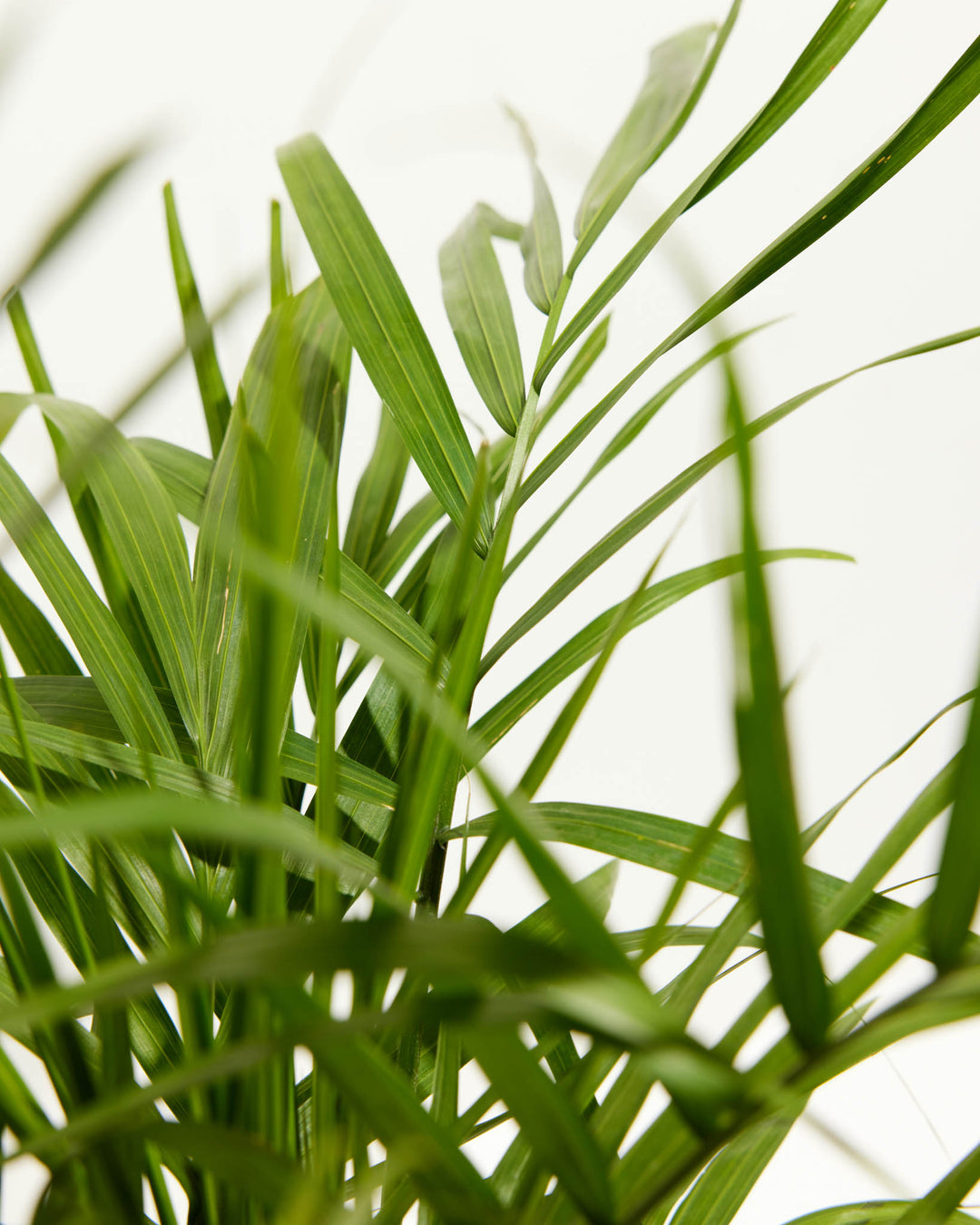 majestic cat palm Majesty Palm | Palm Trees Delivered