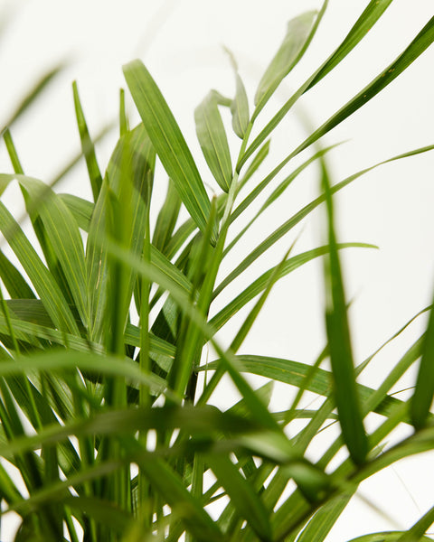 Majesty Palm | Palm Trees Delivered