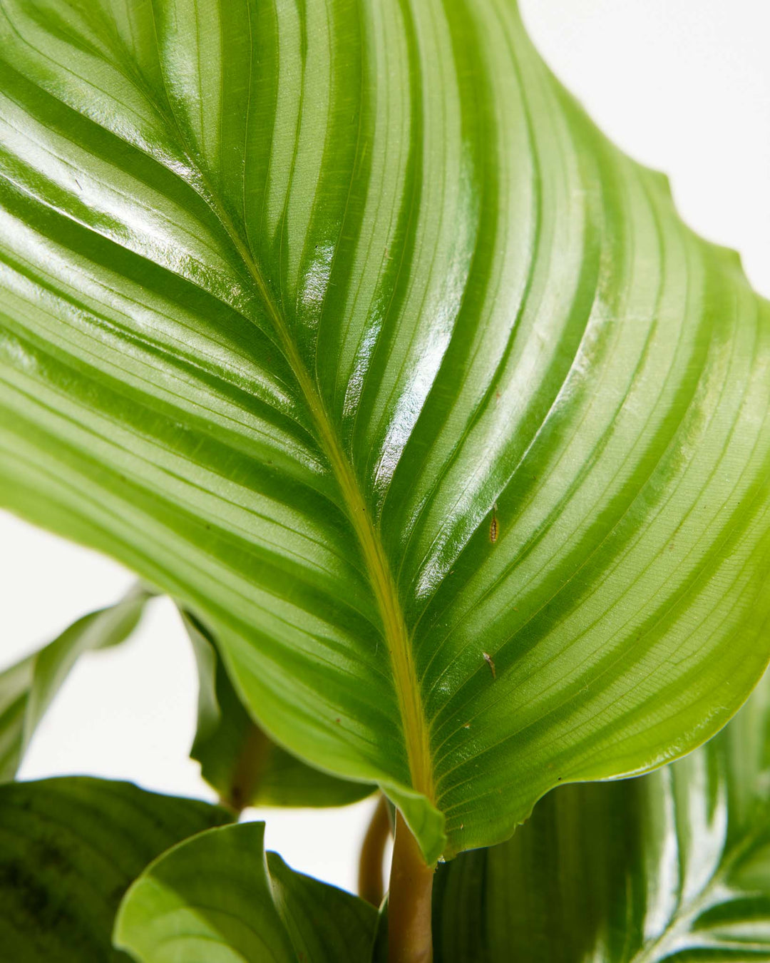 orbifolia prayer plant Calathea Orbifolia For Sale | Prayer Plants