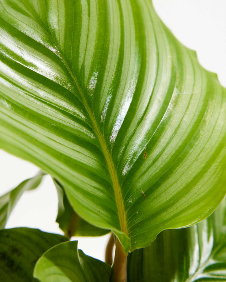 prayer plant calathea orbifolia Calathea Orbifolia For Sale | Prayer Plants