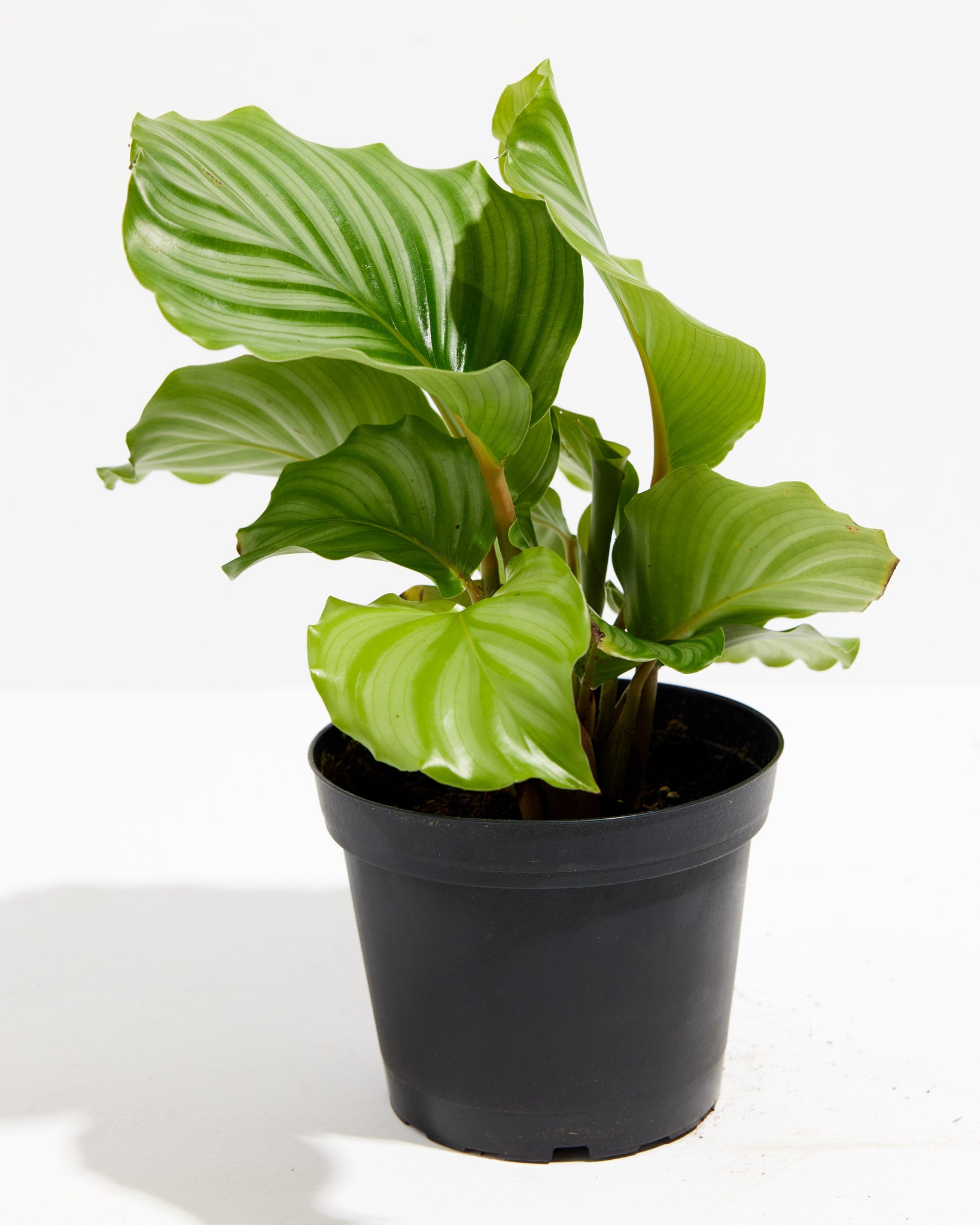 Calathea Orbifolia - Thumbnail 5