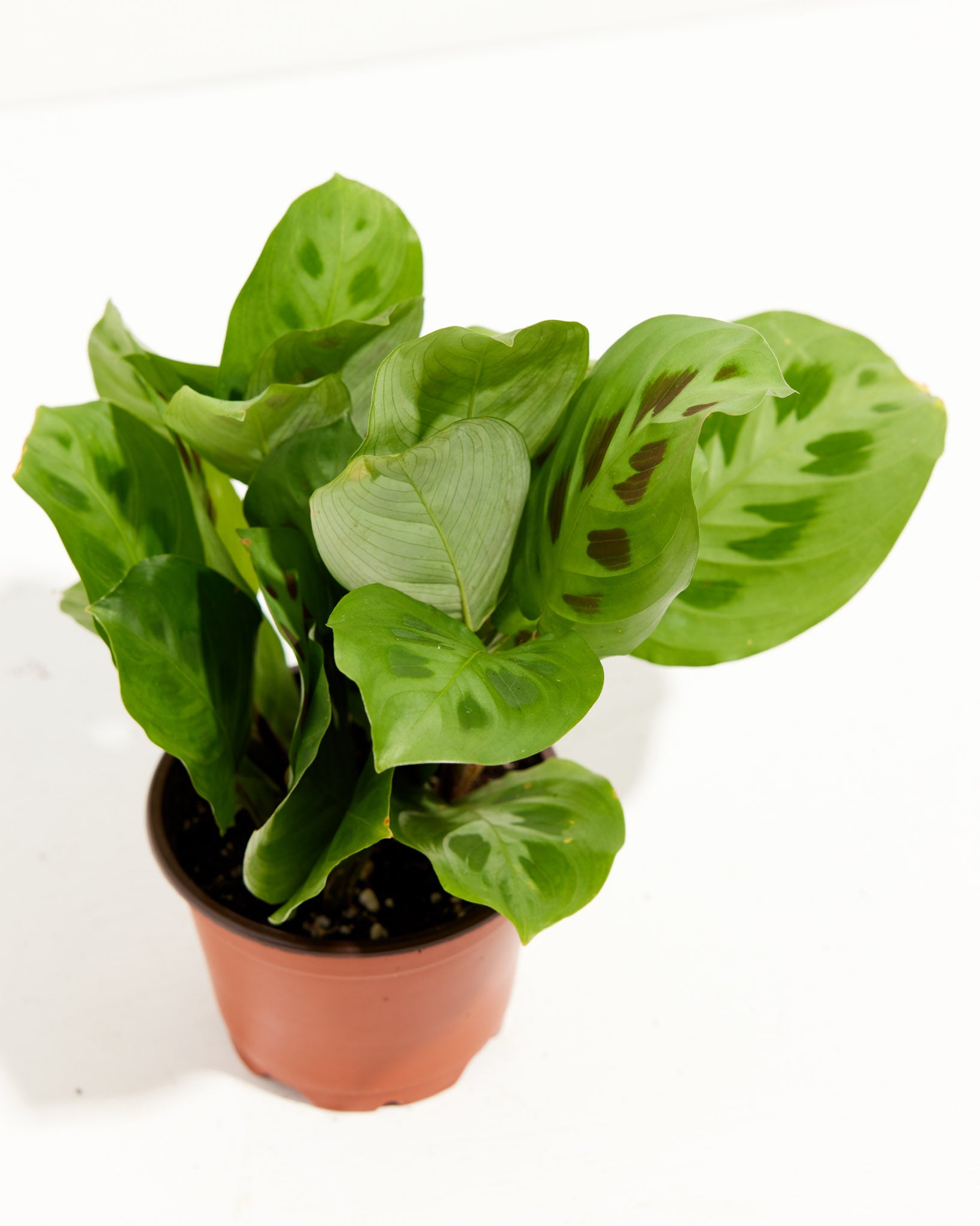 Lively Root Maranta Leuconeura - Thumbnail 3