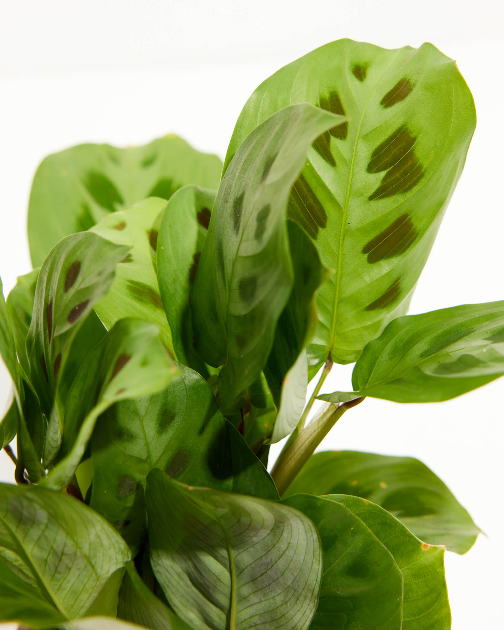 Lively Root Maranta Leuconeura - Thumbnail 2