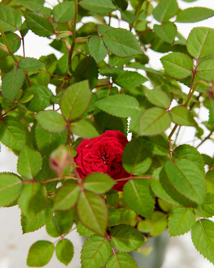 Crimson Red Miniature Roses, Lively Root, Plant, , , , 