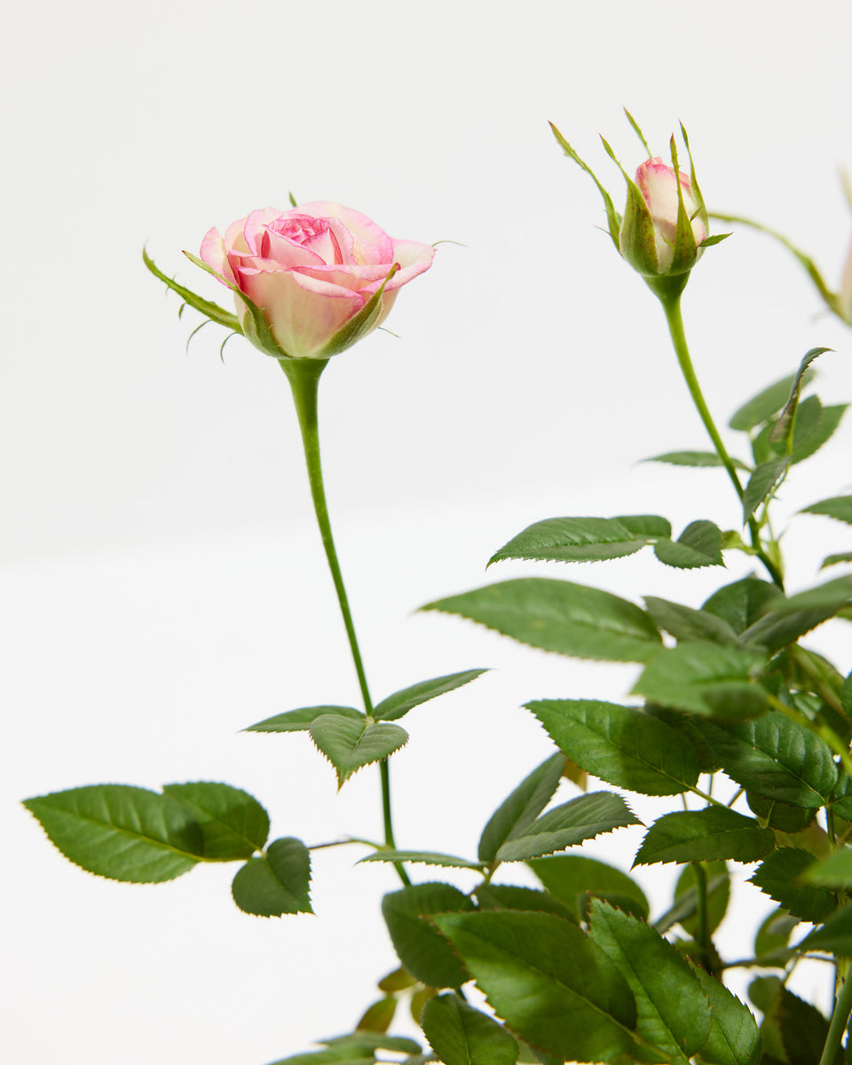 Variegated Pink Miniature Roses Featured Image