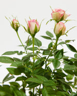 Variegated Pink Miniature Roses Featured Image