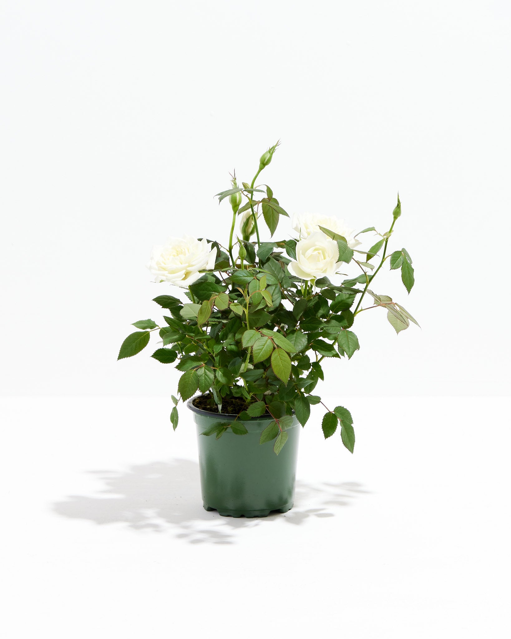 Snow White Miniature Roses | Delicate Fragrance Flowers