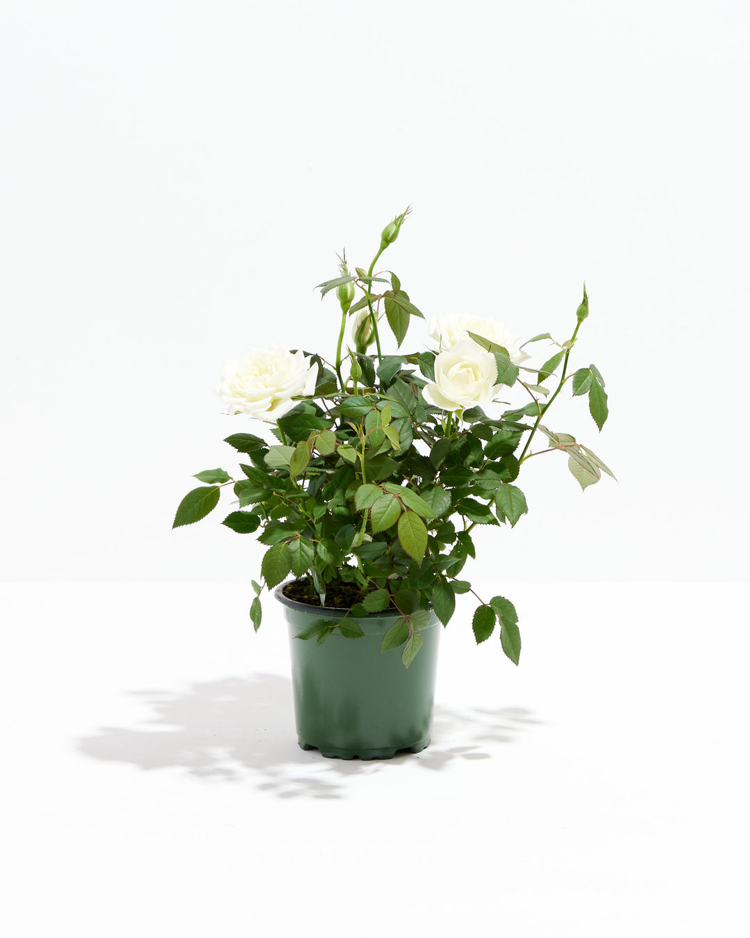 white rose indoor plant Snow White Miniature Roses