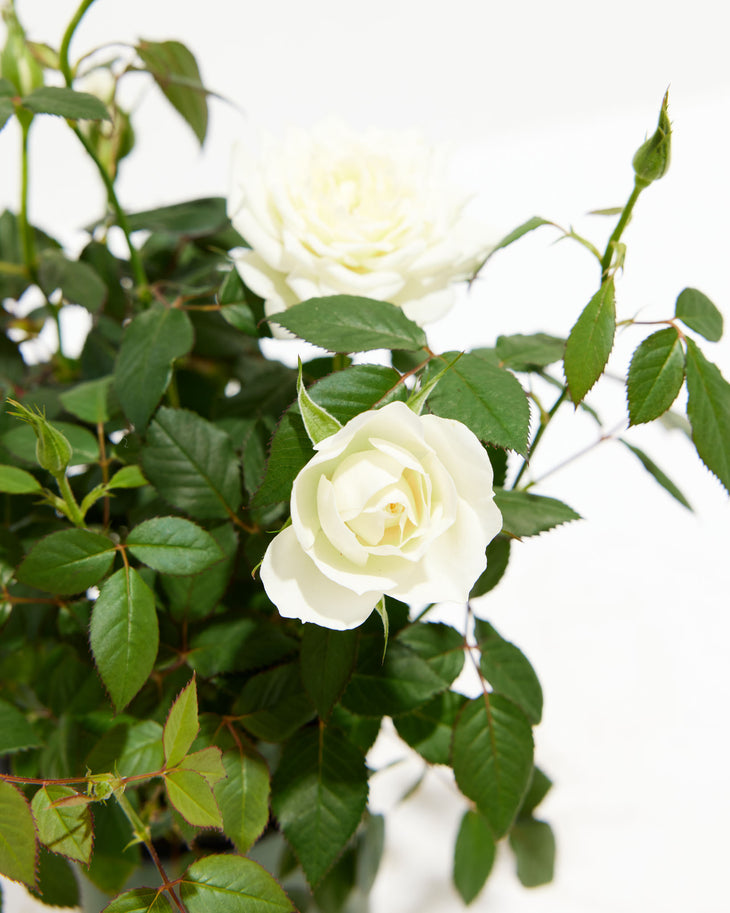 Snow White Miniature Roses, Lively Root, Plant, , , , 