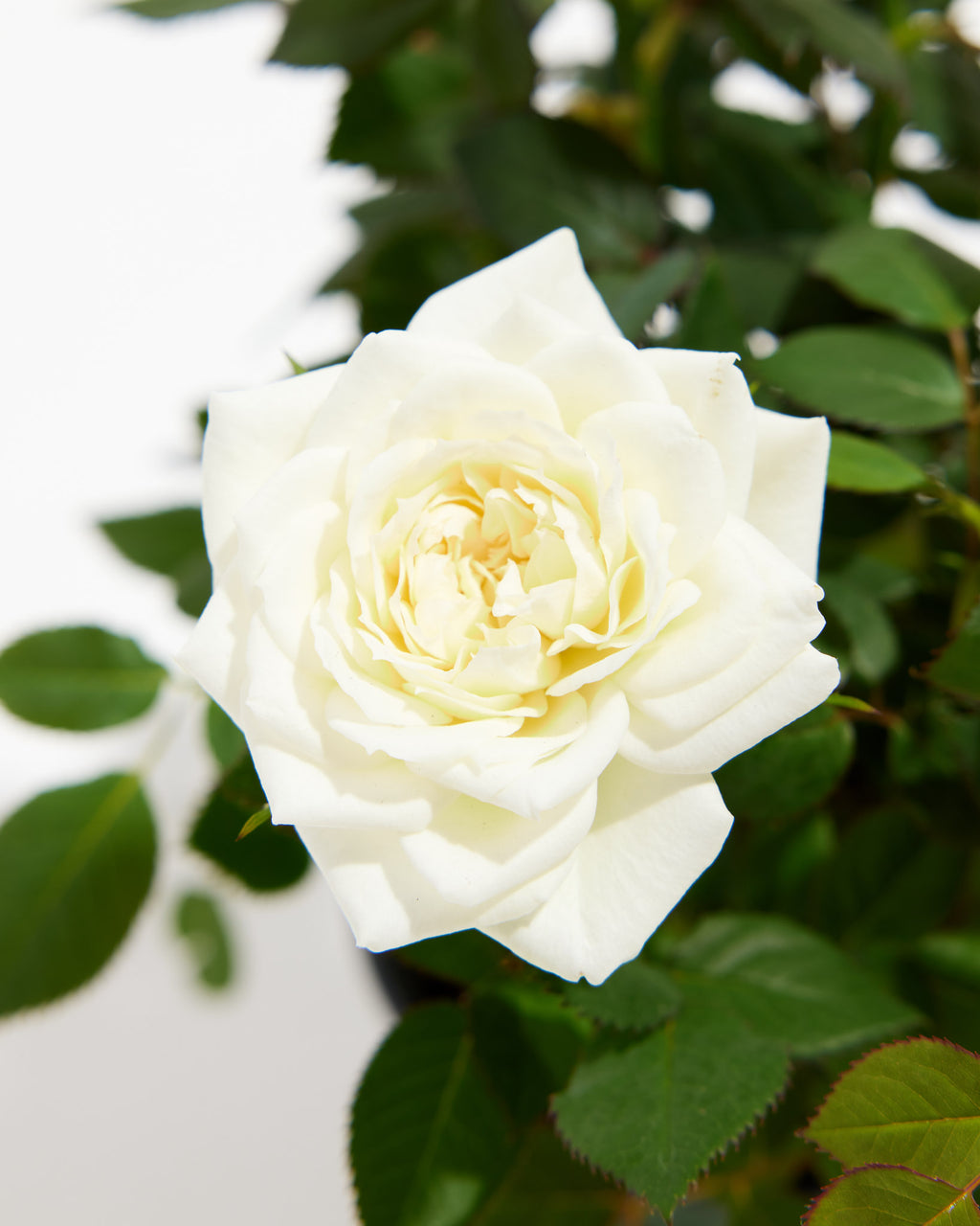 Snow White Miniature Roses | Delicate Fragrance Flowers Plant | Lively Root