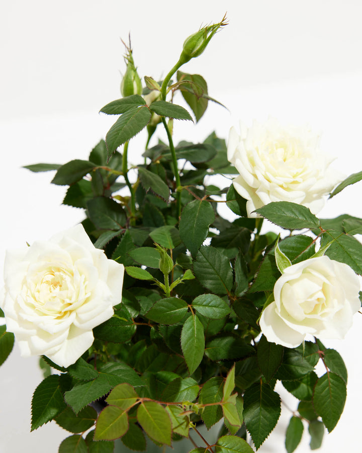 white rose indoor plant Snow White Miniature Roses