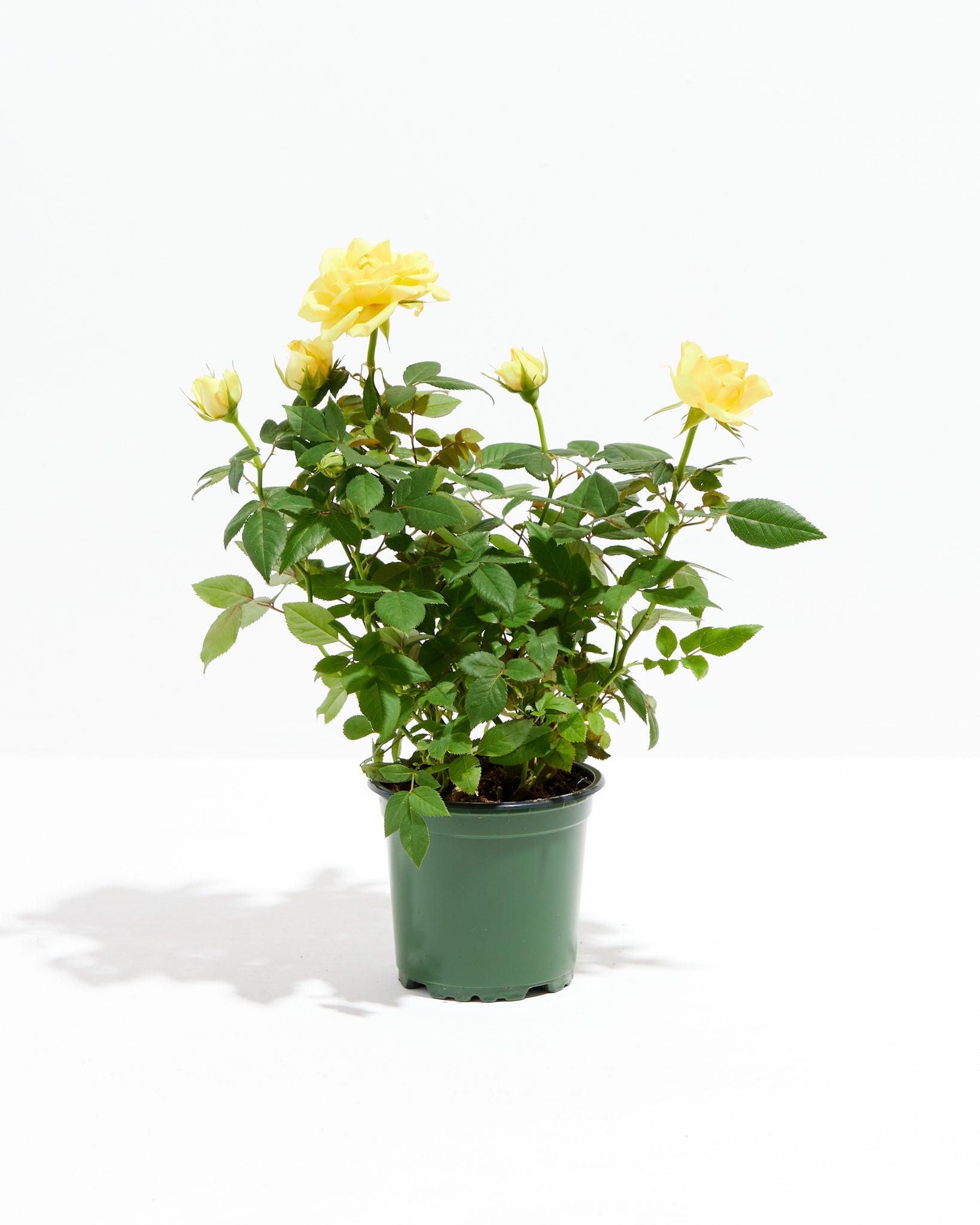 Lemon Yellow Miniature Roses | Delicate Fragrance Flowers Plant