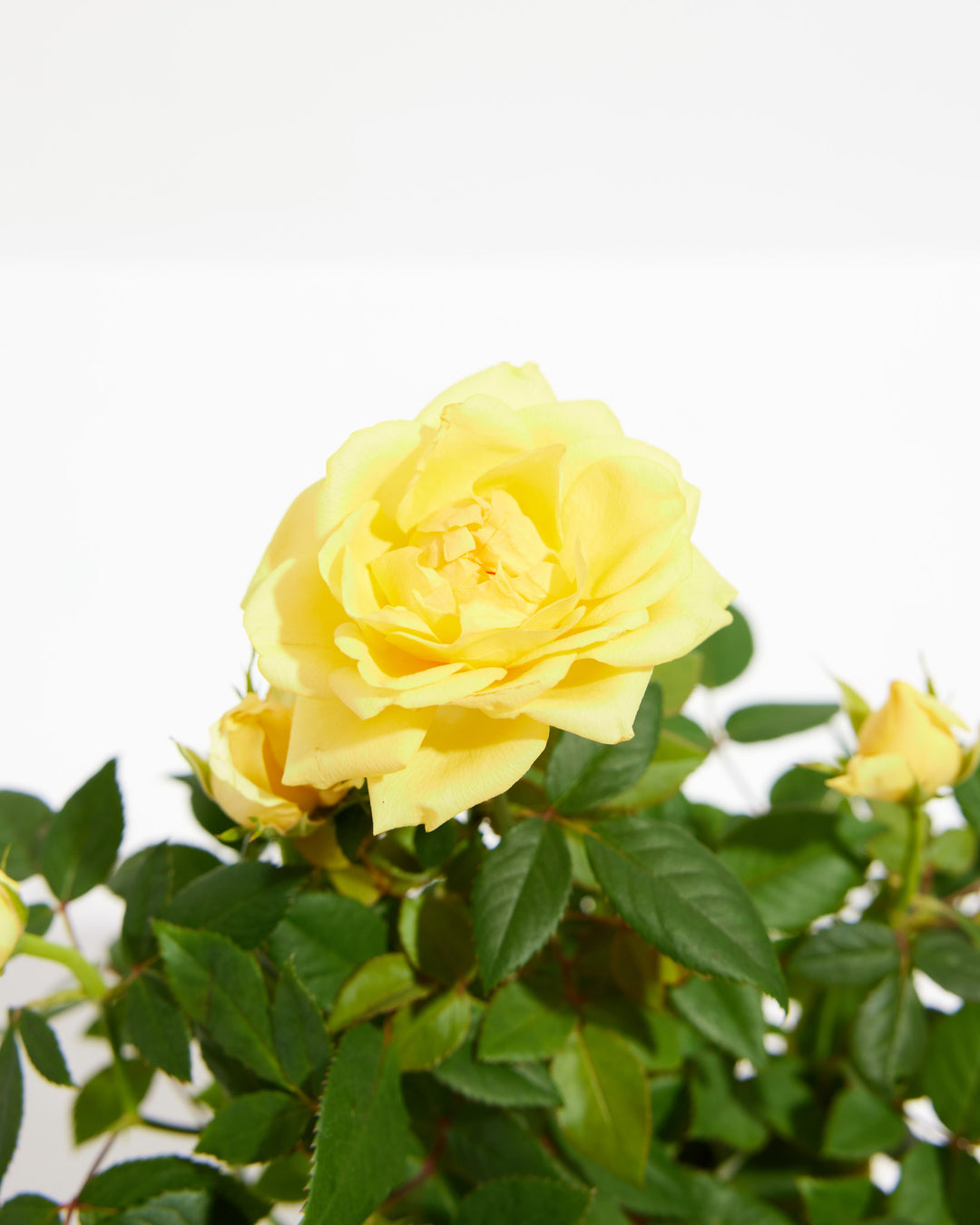 yellow rose indoor plant Lemon Yellow Miniature Roses