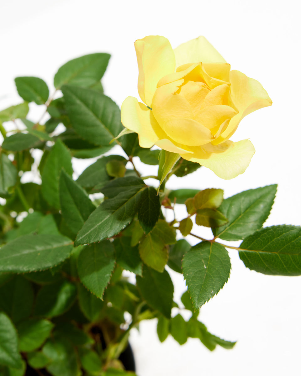 Lemon Yellow Miniature Roses Featured Image