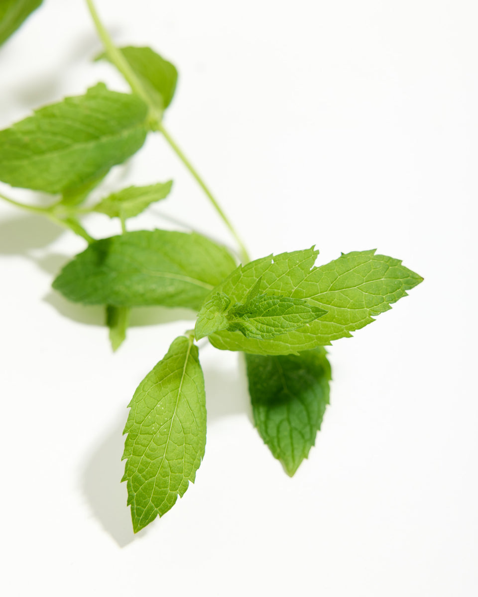 Mint The Best Featured Image
