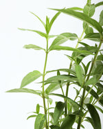 Monarch Rose Milkweed Featured Image
