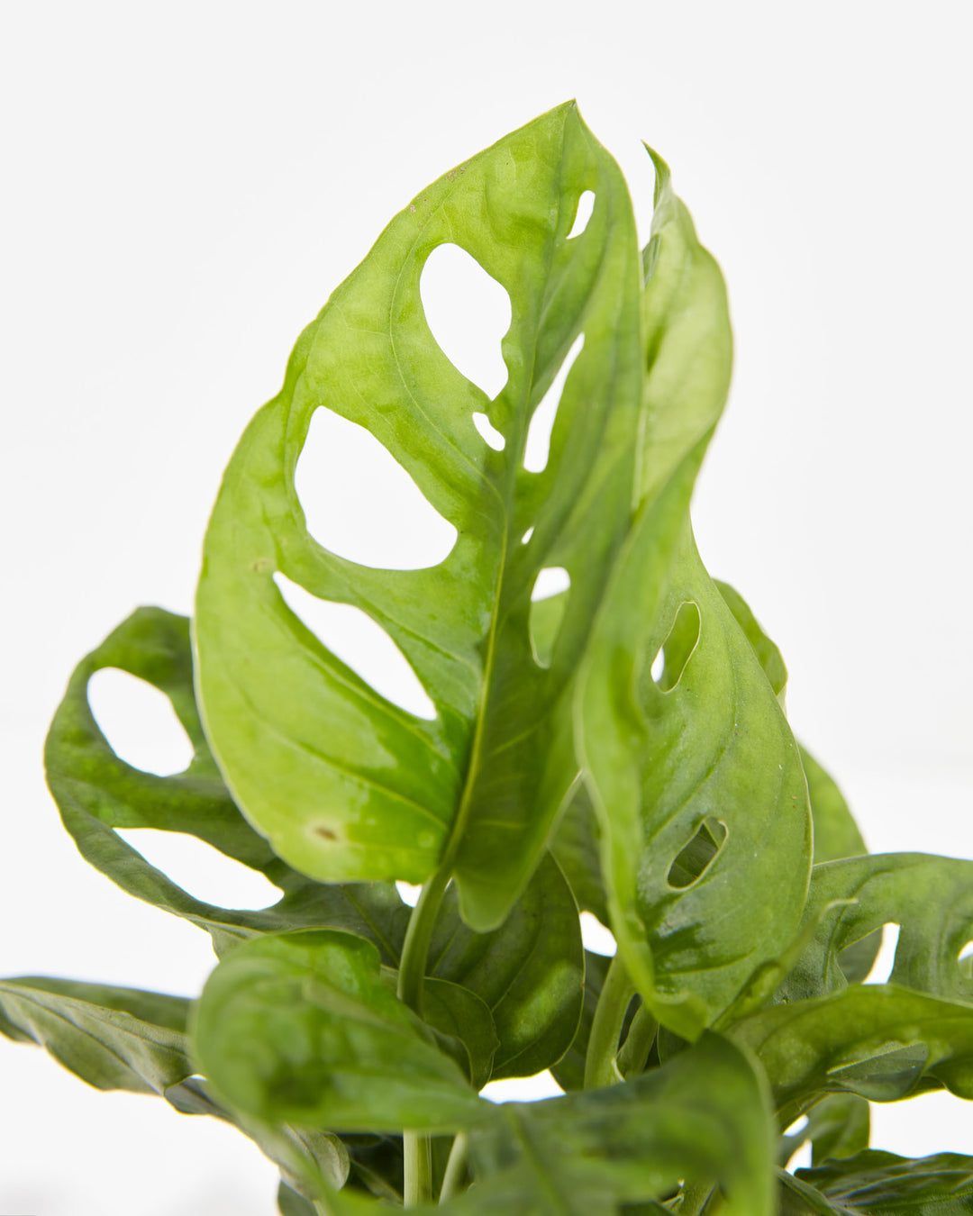 swiss cheese plant news Swiss Cheese Plant | Monstera Adansonii