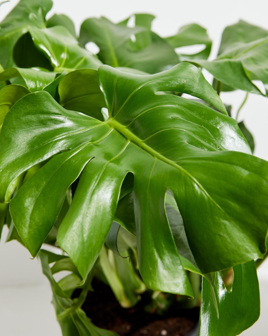 philodendron monstera split leaf plants Monstera Plant, Split Leaf Philodendron For Sale & Care Tips