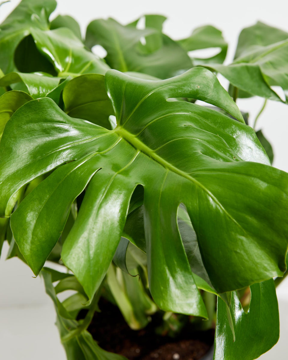 Monstera Deliciosa (Split Leaf Philodendron) Featured Image