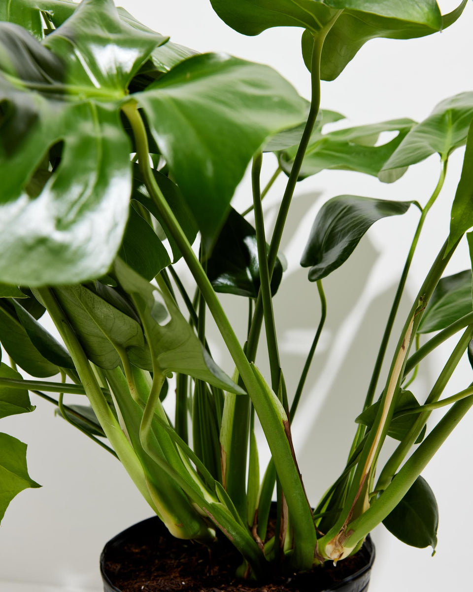 Split Leaf Philodendron (Monstera) Featured Image