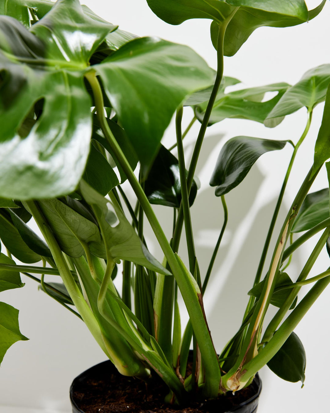 monstera plant vs split leaf philodendron Monstera Plant, Split Leaf Philodendron For Sale & Care Tips