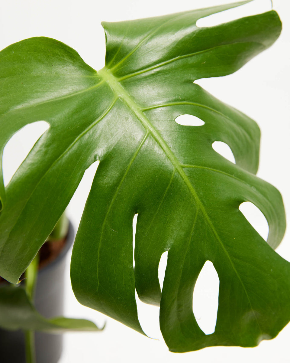 Split Leaf Philodendron (Monstera Deliciosa) Featured Image