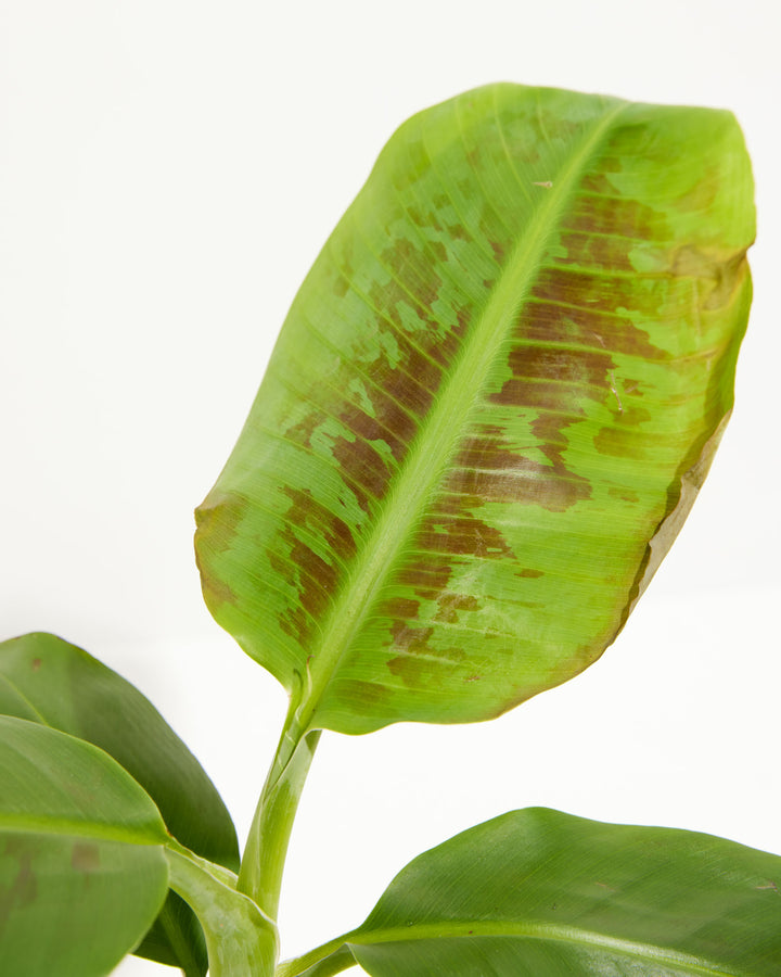 indoor banana plant brown leaves Banana Tree Plant for Sale: Including Overview & Care Guide