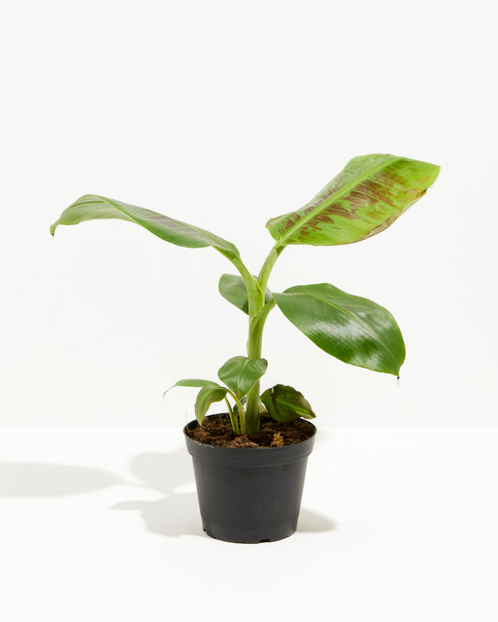 banana plant pot size Banana Tree Plant for Sale: Including Overview & Care Guide