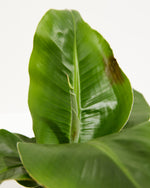 Little Prince Dwarf Green Banana Tree Featured Image