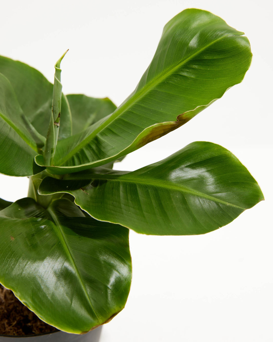 Little Prince Dwarf Green Banana Tree, Lively Root, Plant, , , , 