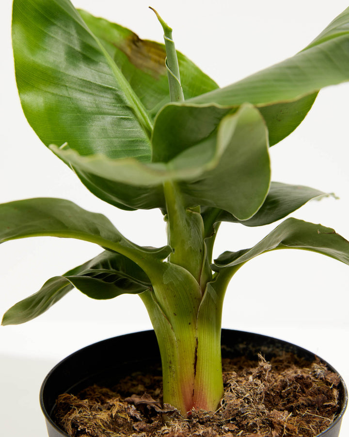 Little Prince Dwarf Green Banana Tree, Lively Root, Plant, , , , 