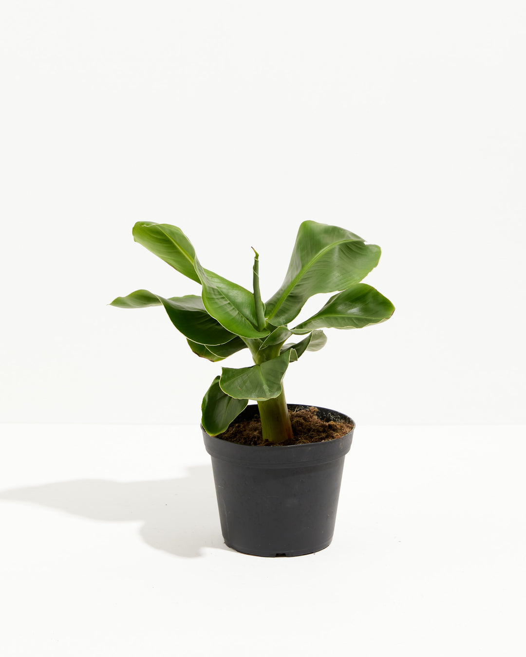 Little Prince Dwarf Green Banana Tree, Lively Root, Plant, Size, Medium, , 