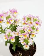 Nemesia Escential Pinkberry Featured Image