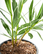 Oleander Featured Image