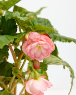 On Top® Pink Halo Tuberous Begonia Featured Image