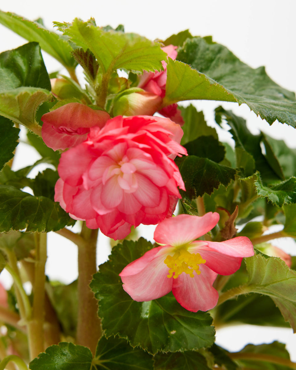 On Top® Pink Halo Tuberous Begonia Featured Image